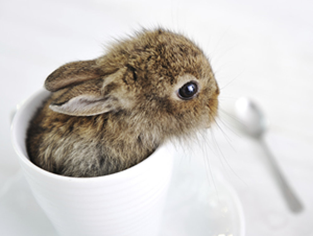 Kaninchen sitzt in einer weißen Kaffeetasse