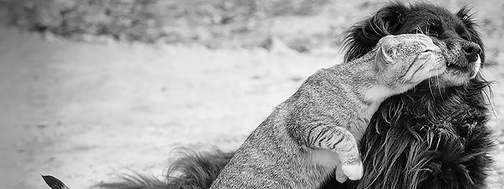 Hund und Katze spielen