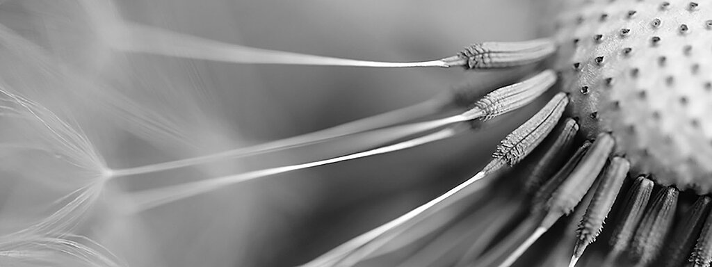 Makroaufnahme von Pusteblumen-Samen in Schwarz-Weiß