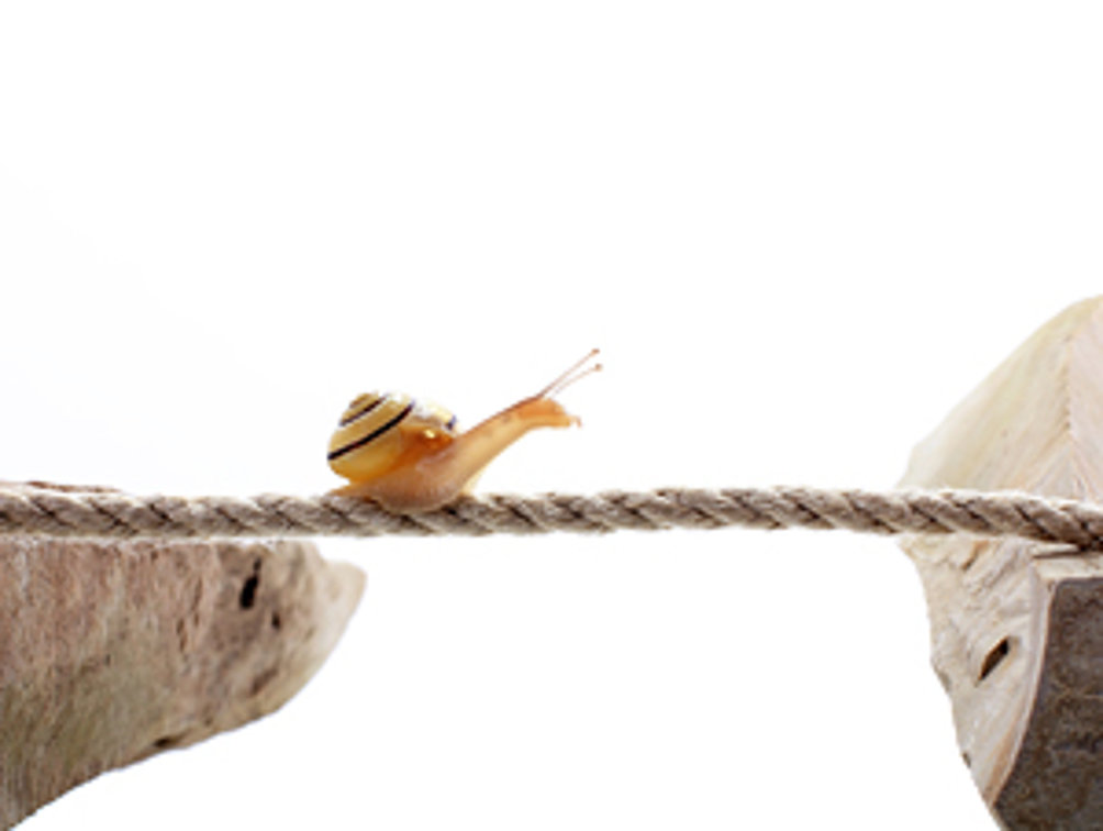 Eine Schnecke kriecht über ein dünnes Seil, das zwei Baumstämme verbindet, vor weißem Hintergrund